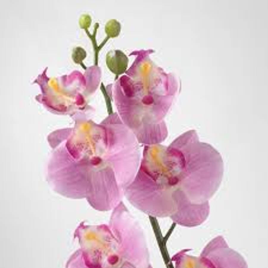 Orchid On White Wall Wallpaper