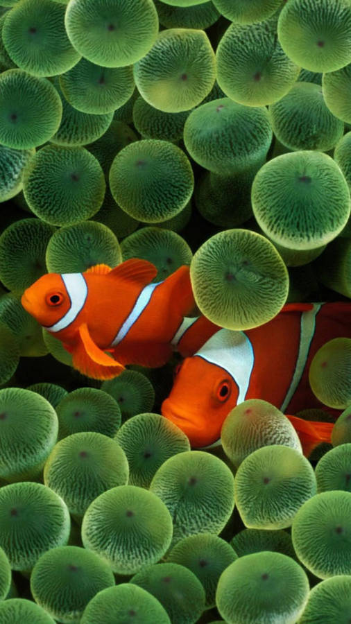 Original Iphone Clown Fish Wallpaper