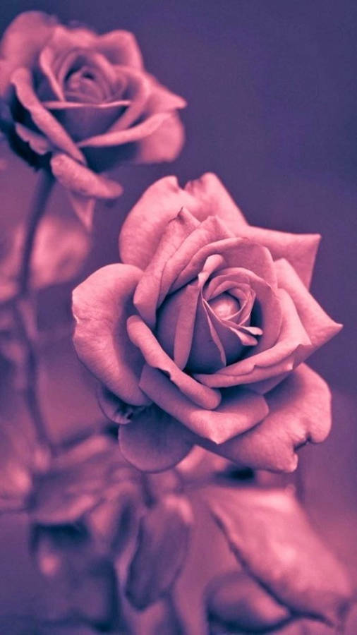 Original Iphone Pink Roses Wallpaper