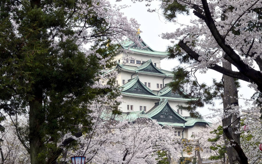 Osaka Castle Giant Yoshino Trees Wallpaper