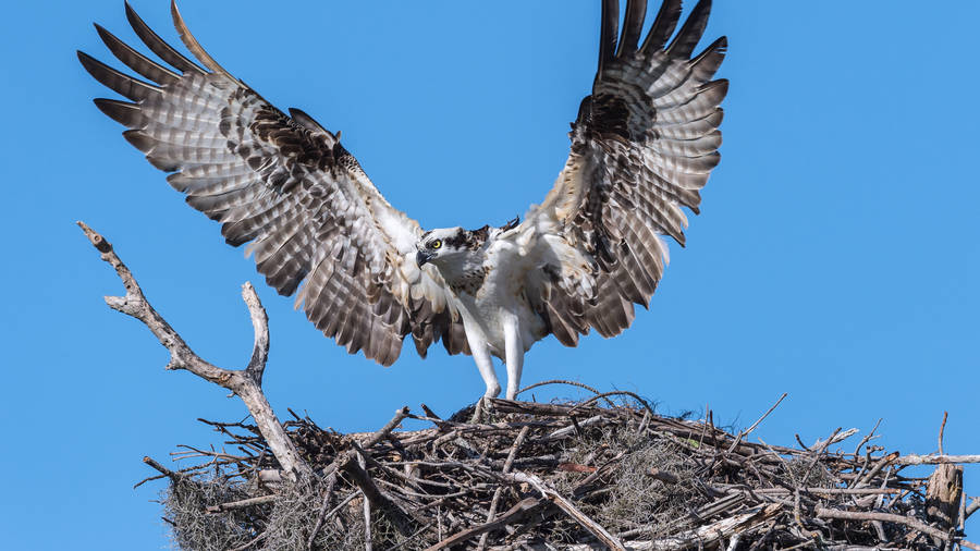 Osprey Everglades National Park Wallpaper