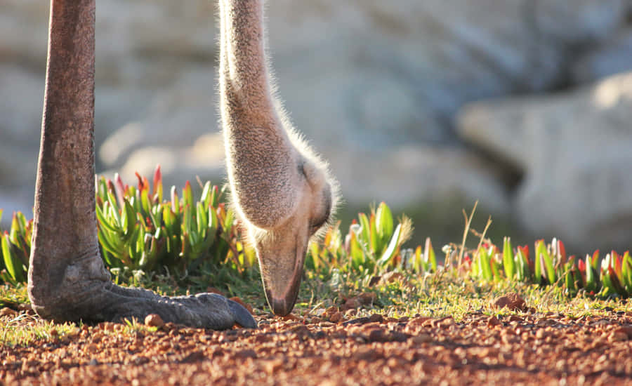 Ostrich Foragingin Nature.jpg Wallpaper