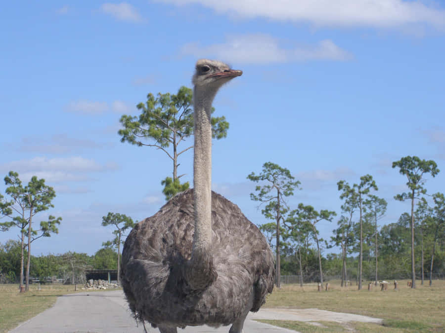 Ostrich Standing Tall Outdoors.jpg Wallpaper