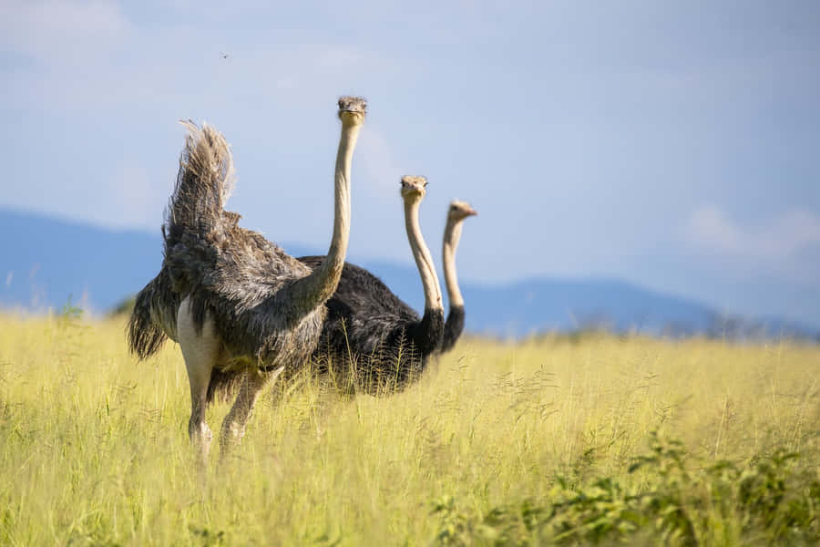 Ostrichesin Grassy Field Wallpaper