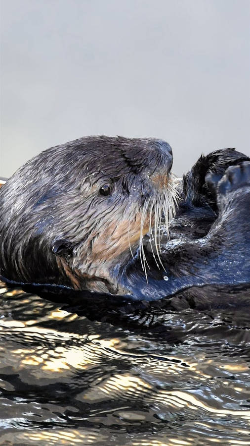 Otter Animal Portrait Wallpaper