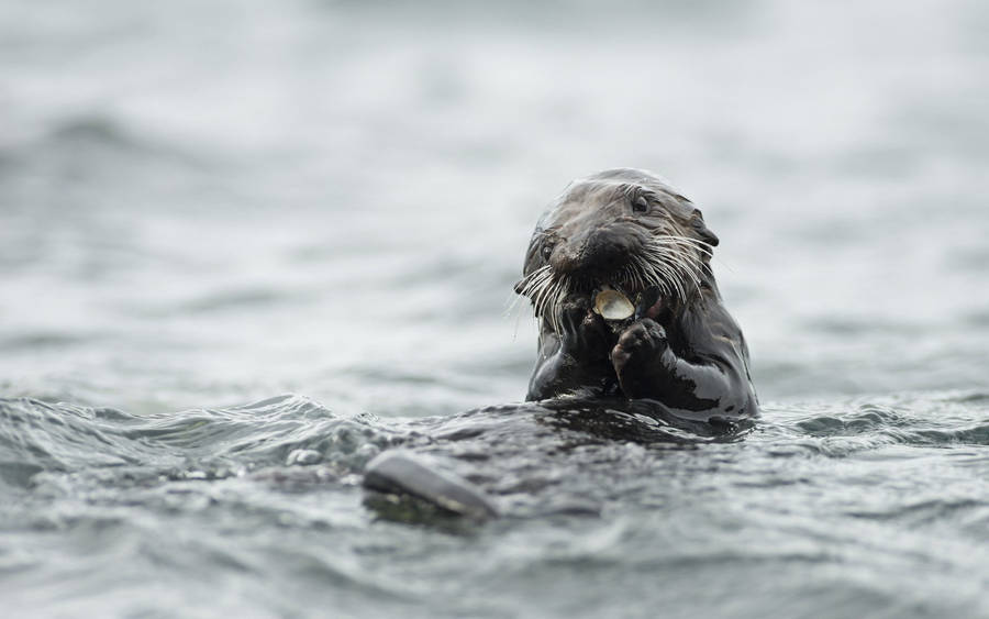 Otter In Ocean Wallpaper