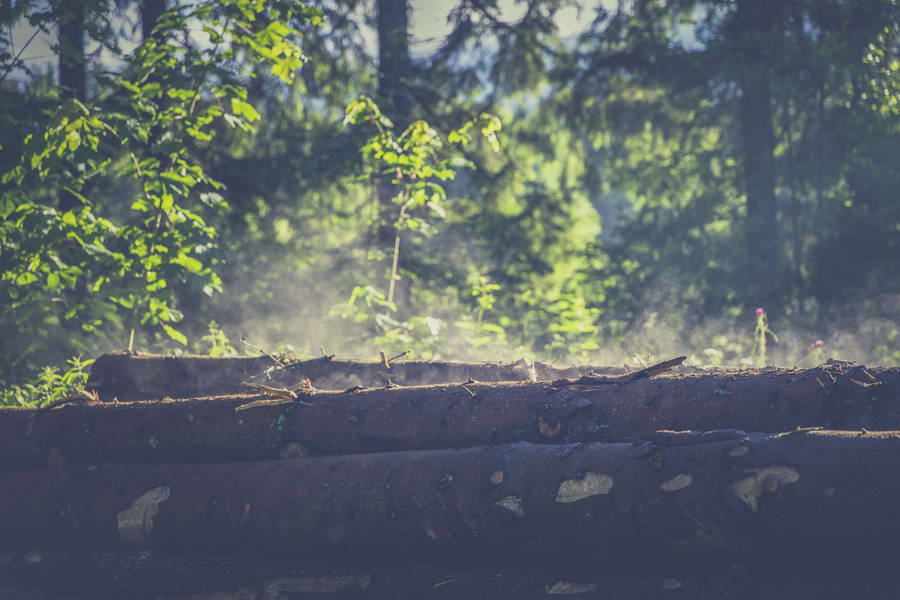 Outdoor Fallen Logs Wallpaper