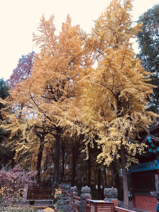 Outdoor Garden Chengdu Wallpaper