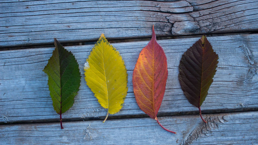 Outdoor Leaves Wallpaper