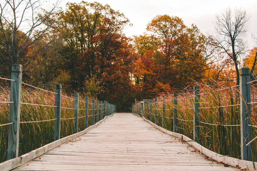 Outdoor Wood Bridge Wallpaper