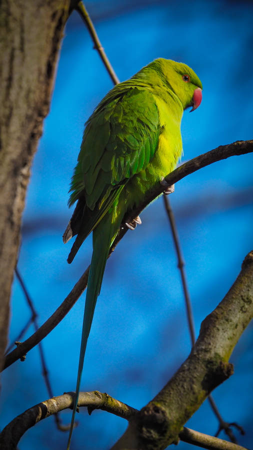 Overseer Green Parrot Hd Wallpaper