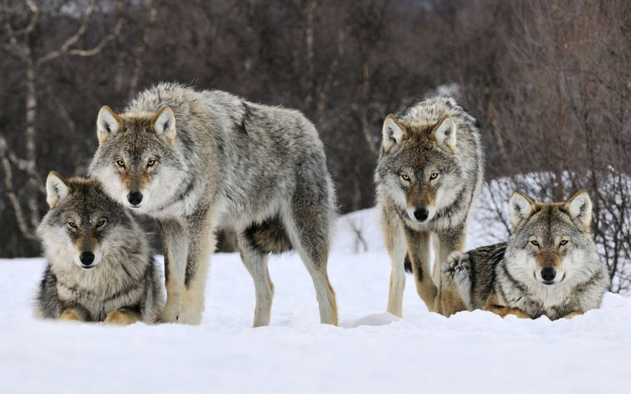 Pack Of Wolves Screensavers Wallpaper