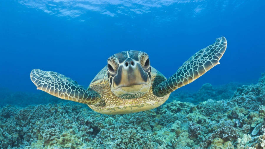 Paddling Sea Turtle In Front Shot Wallpaper