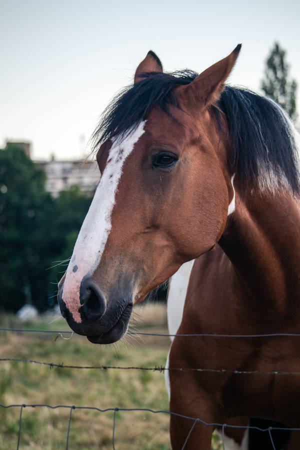 Paint Horse Face Wallpaper