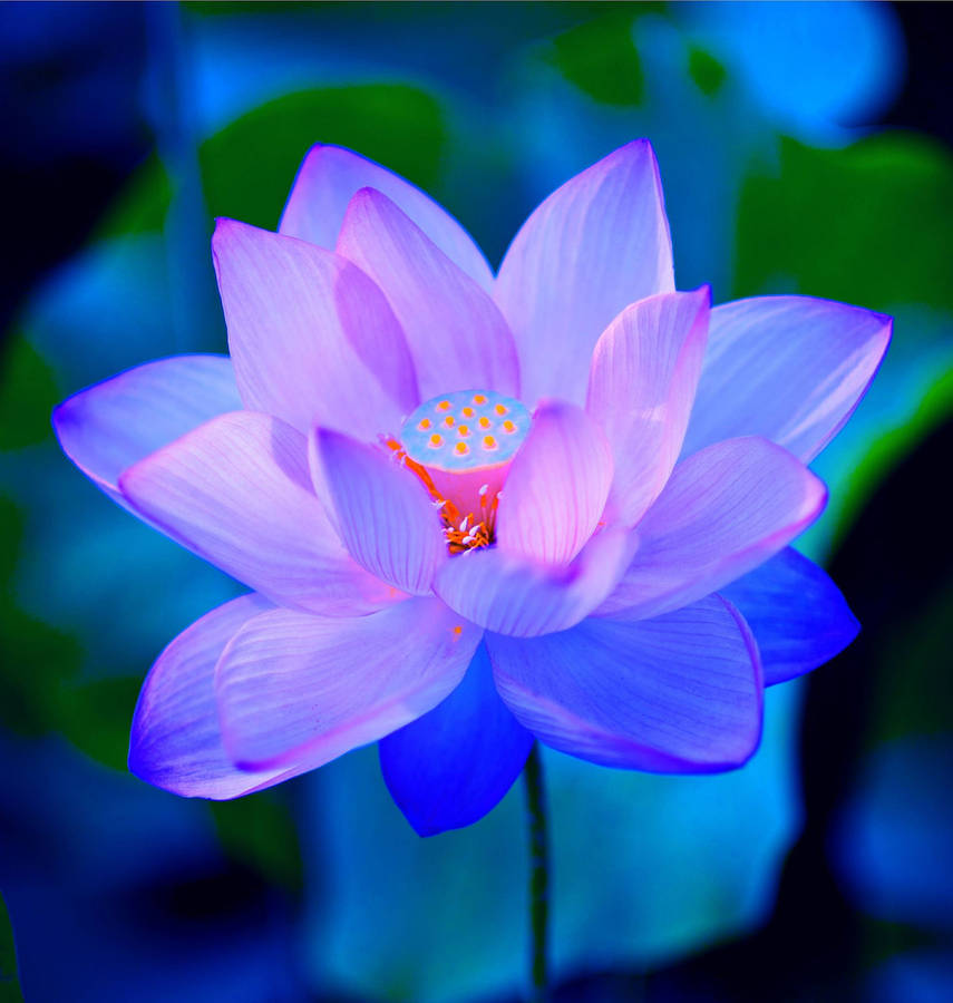 Painted Lotus Flower Wallpaper