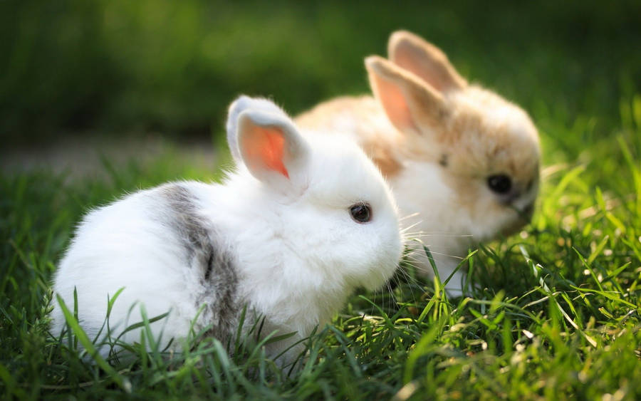 Pair Of Dwarf Bunnies Wallpaper