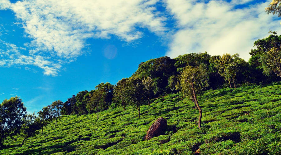 Palampur Tea Gardens Wallpaper