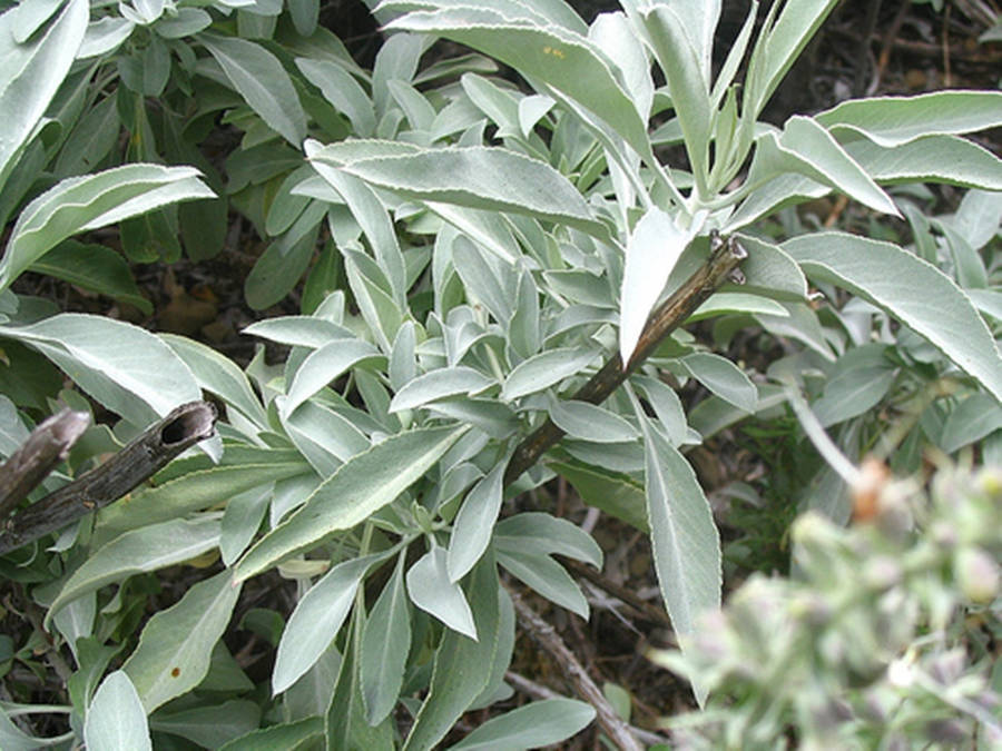 Pale Green Sage Wallpaper