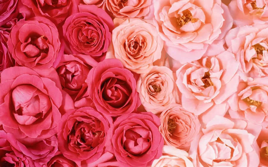 Pale Pink Rose Blooms Background Wallpaper