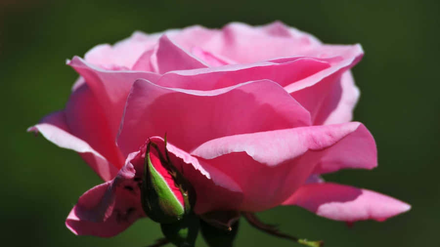 Pale Pink Rose Blossomand Bud Wallpaper