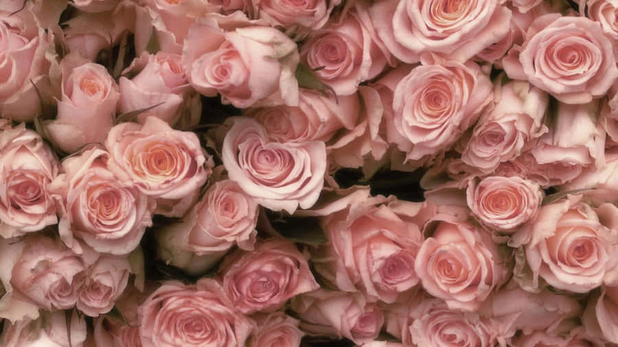 Pale Pink Roses Background Wallpaper