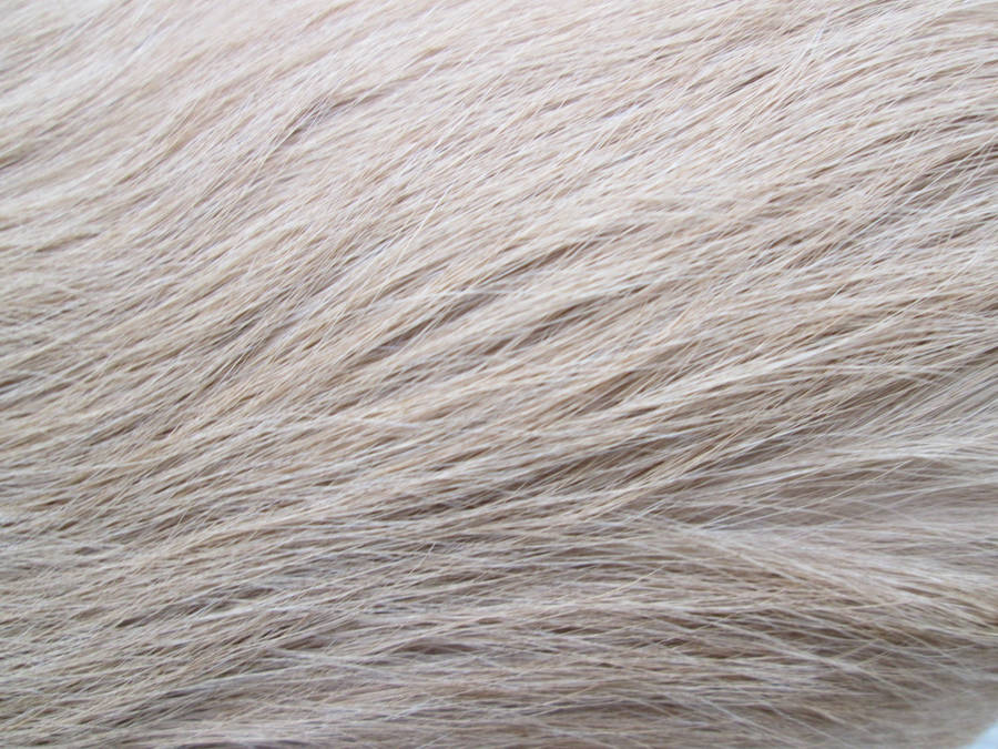 Pale White Animal Fur Wallpaper