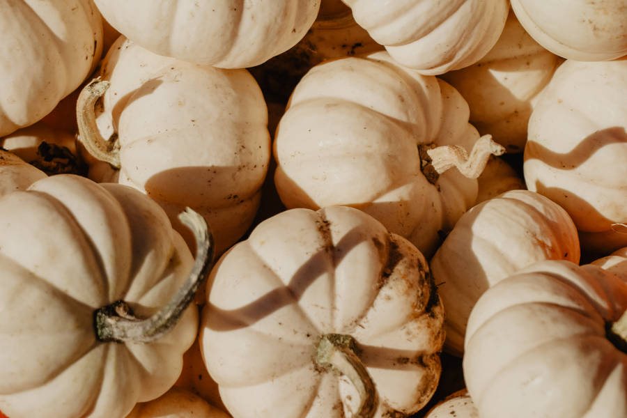 Pale Yellow Pumpkin Harvest Wallpaper