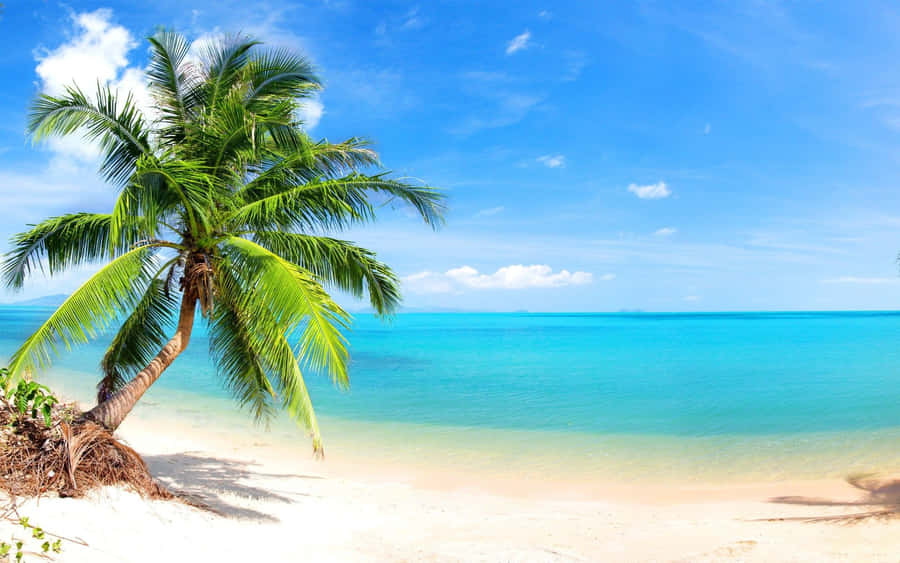 Palm Beach Palmera Playa Wallpaper