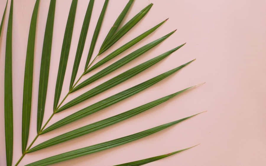 Palm Leaf Minimalist Plant Desktop Wallpaper