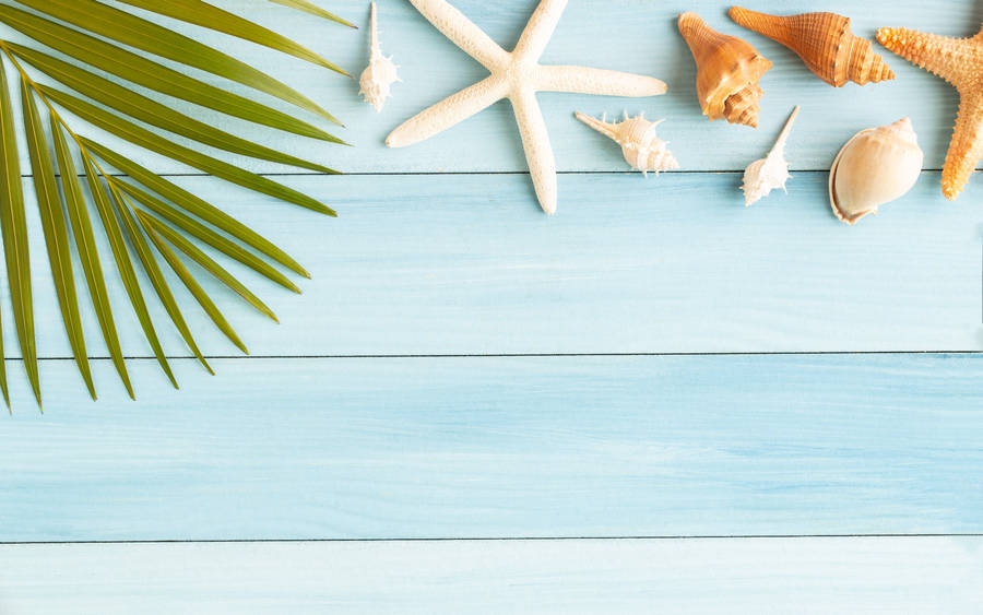 Palm Leaves And Shells Wallpaper