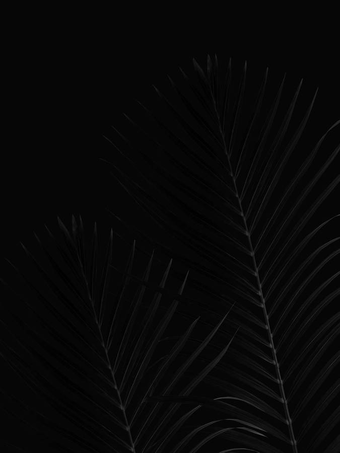 Palm Leaves Black Aesthetic Tumblr Iphone Wallpaper