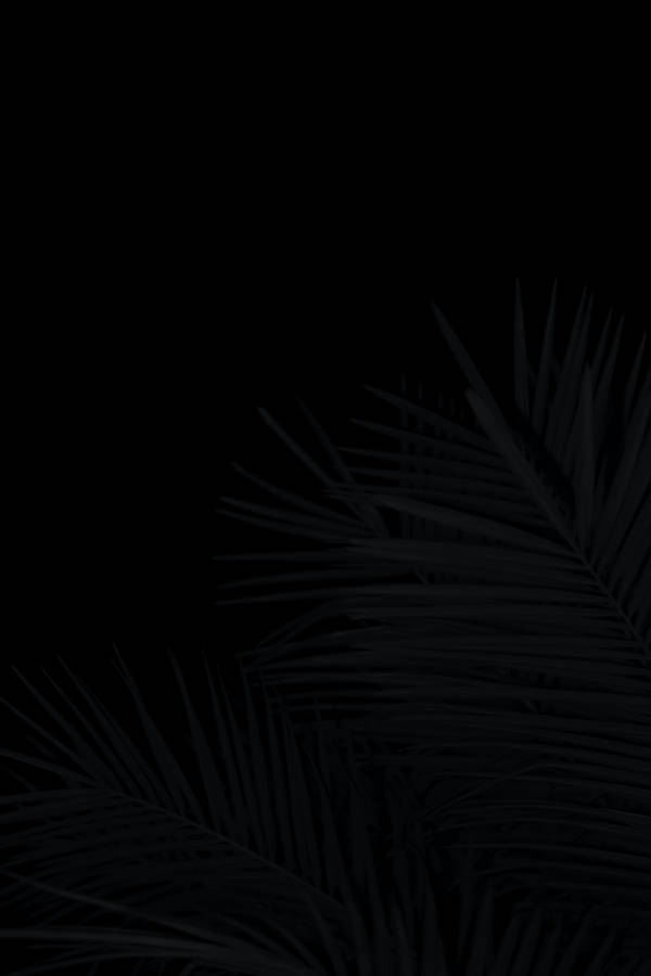 Palm Leaves Black Aesthetic Tumblr Iphone Wallpaper