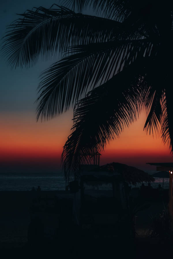 Palm Leaves Dark Sunset Beach Android Wallpaper