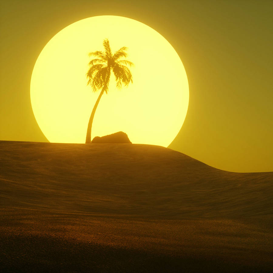 Palm Tree Desert Sun Wallpaper