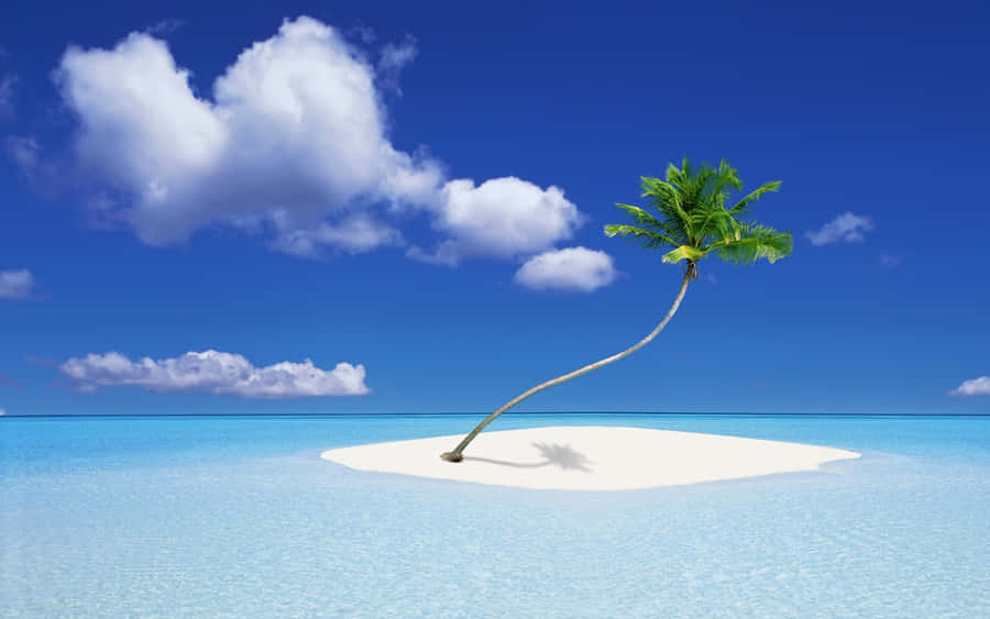 Palm Tree Desktop 1920 X 1200 Wallpaper