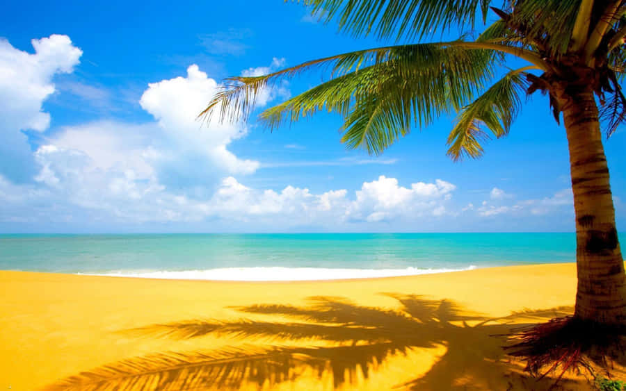 Palm Tree Shadow Beach Wallpaper