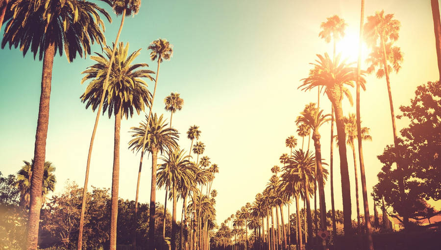 Palm Tree Sunset Beverly Hills Wallpaper