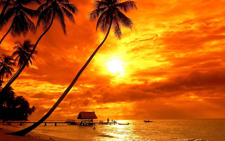 Palm Tree Sunset Island Wallpaper