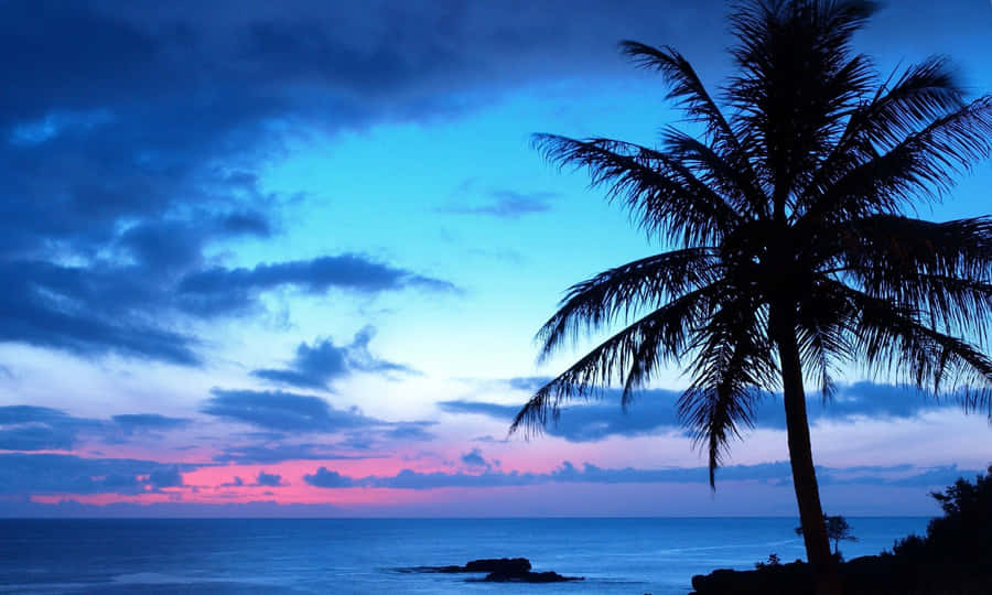 Palm Tree With A Blue And Purple Sunset Wallpaper