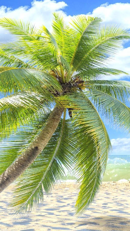 Palm Trees And Sandy Islands Wallpaper