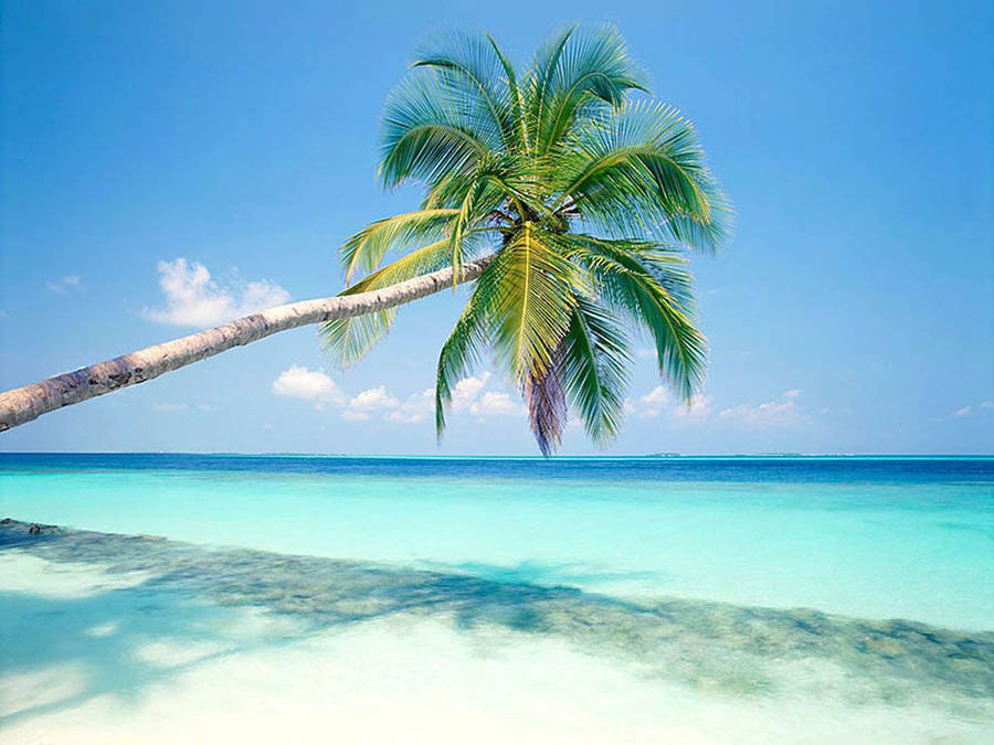 Palm Trees And Tropical Island Wallpaper