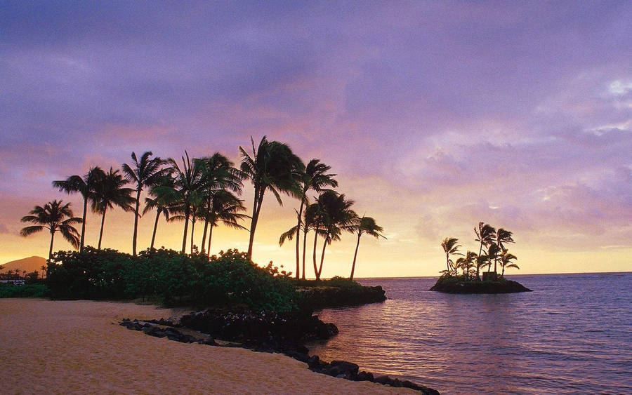 Palm Trees On Beach Windy Wallpaper