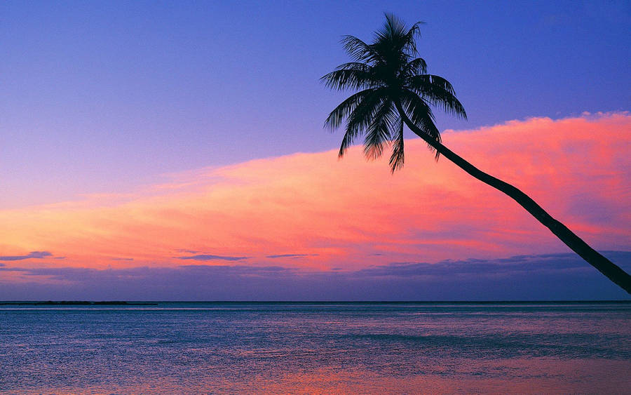 Palmtree Silhouette Pink Sunset Wallpaper