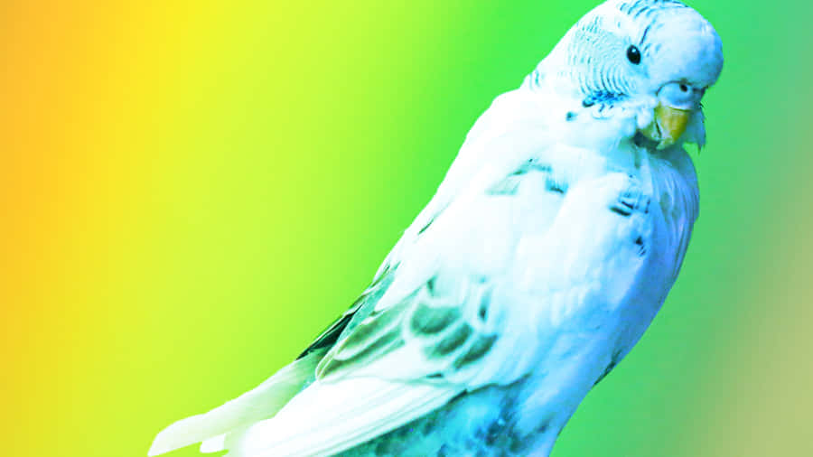 Parrot Rainbow Background Wallpaper