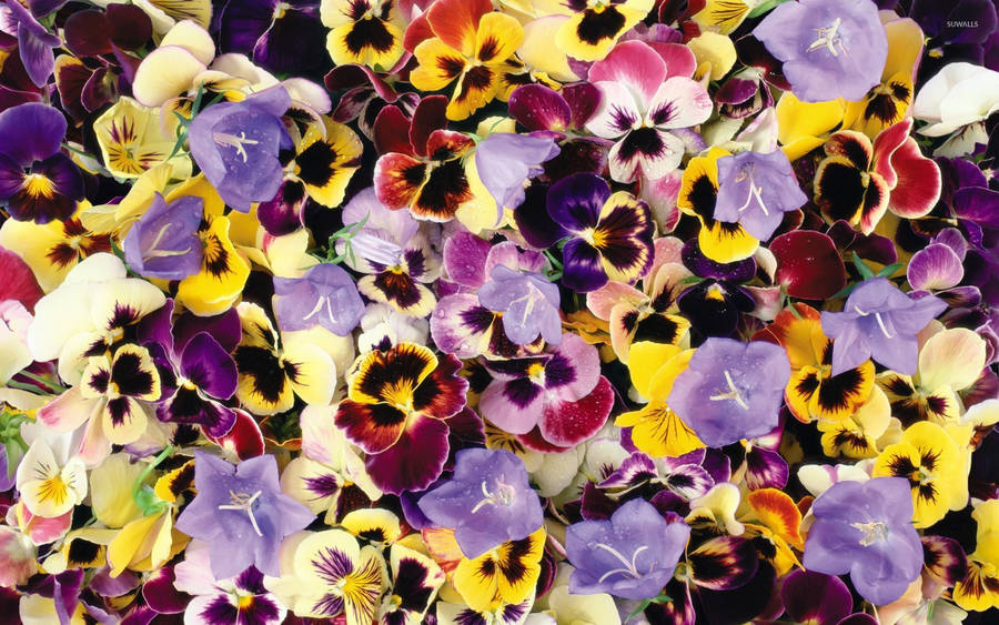 Pastel Color Pansy Garden Wallpaper