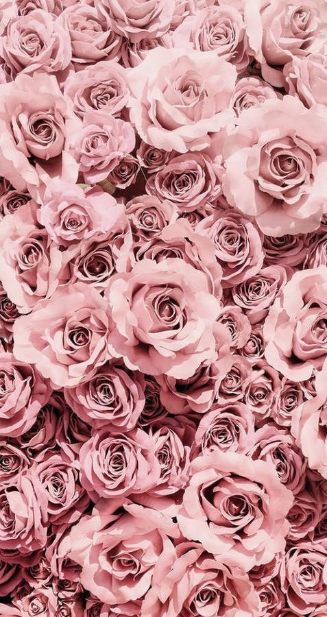 Pastel Pink Roses Background Wallpaper