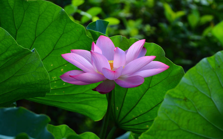 Pastel Pink Summer Lotus Plants Wallpaper