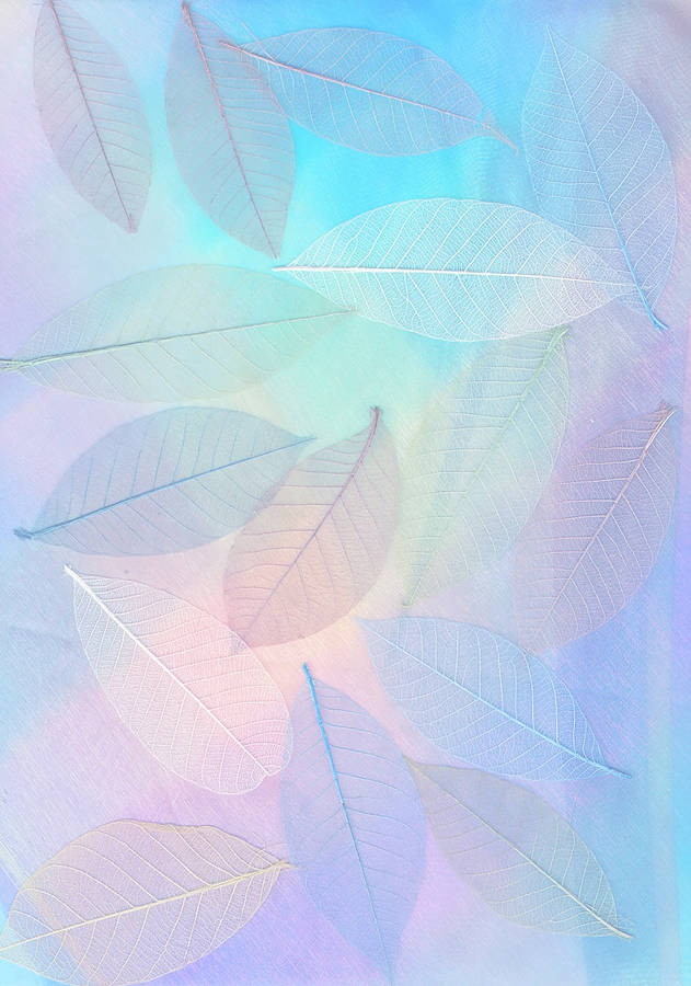 Pastel Skeleton Leaves Background Wallpaper