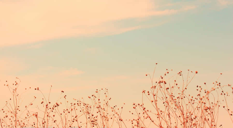 Pastel Skyand Dry Plants Wallpaper