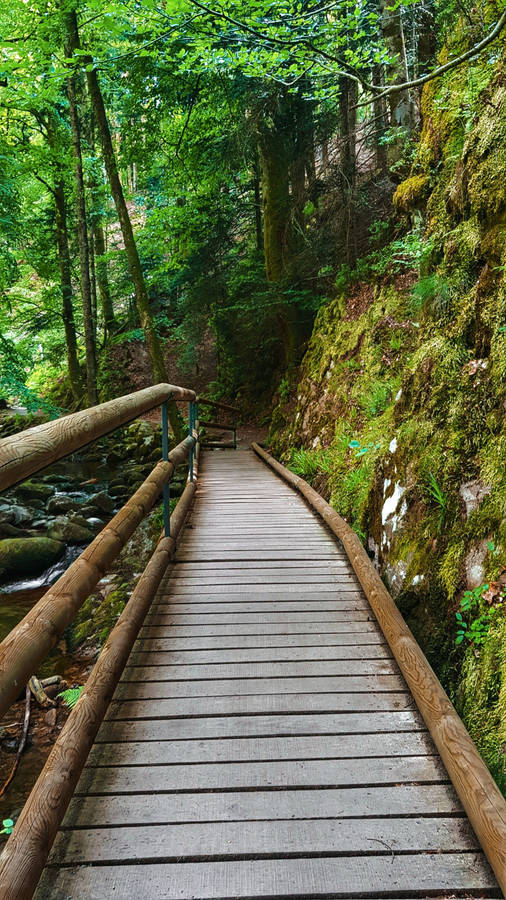 Pathway Bridge Jungle Iphone Wallpaper